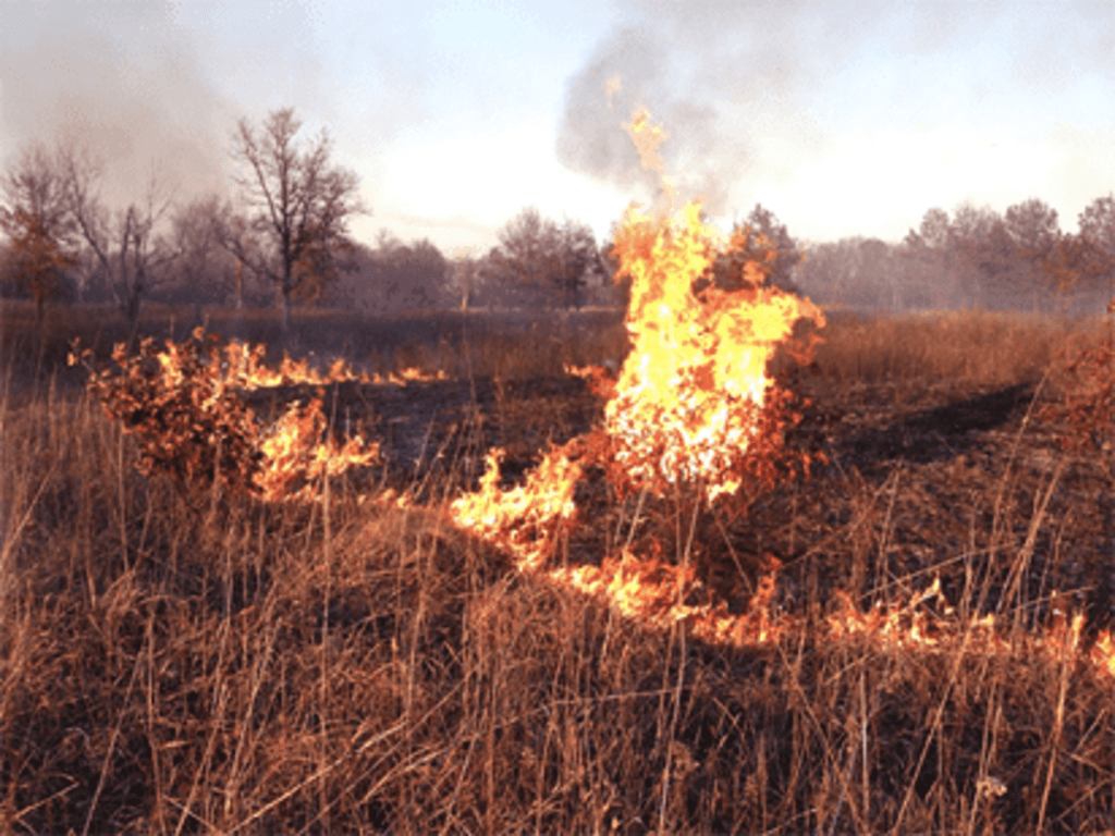 Environment Hazard Bush Burning ClassNotes ng