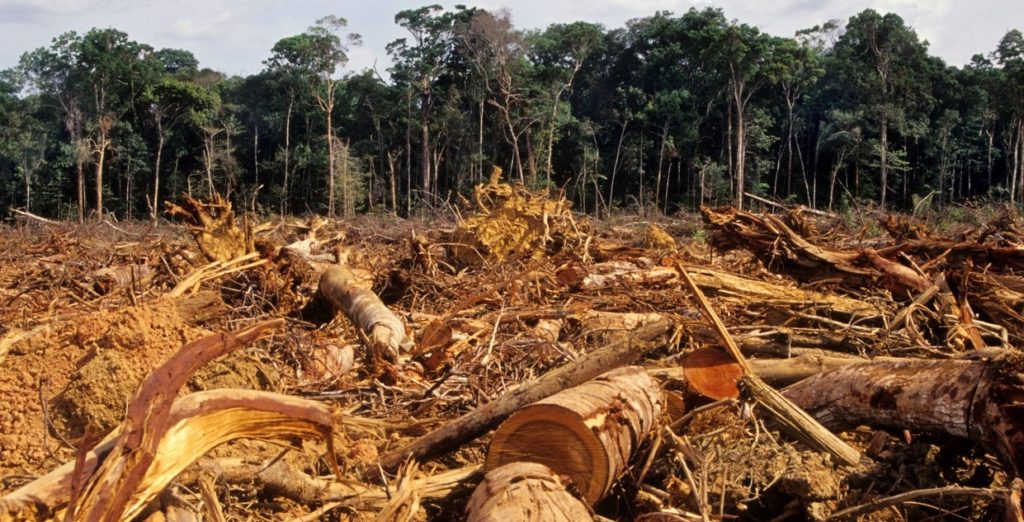 Deforestation classnotes.ng