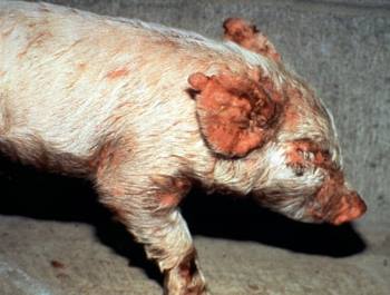Exudative dermatitis farm animals diseases classnotesng