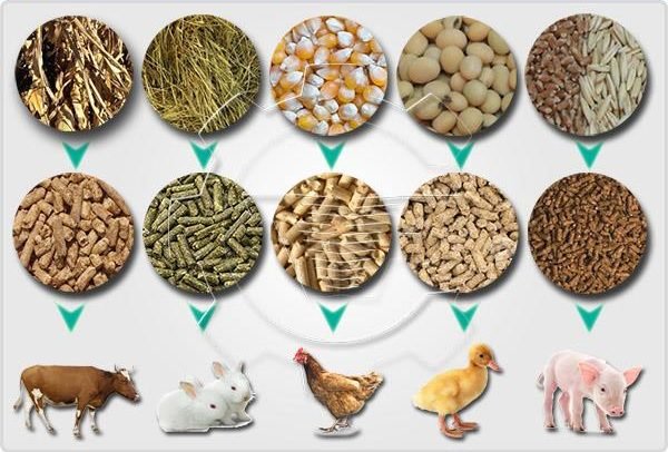 How To Produce, Formulate Or Sell Animal Feeds In Africa