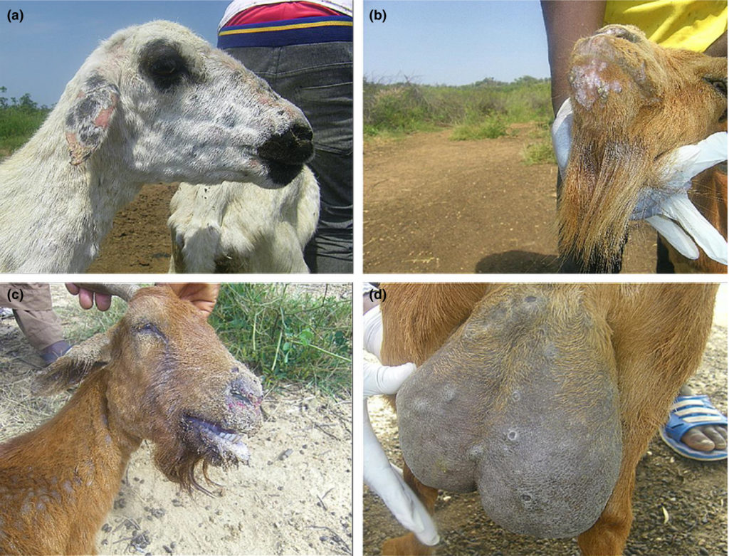 animal pox animal diseases classnotesng