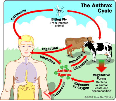 anthrax cycle farm animals diseases classnotesng