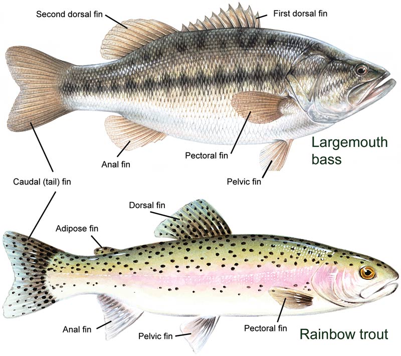 aquatic animaals adaptation to habitat basic science classnotesng