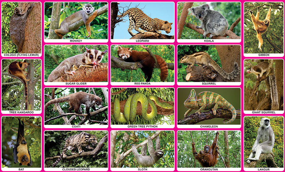 arboreal animals living things animals classnotesng