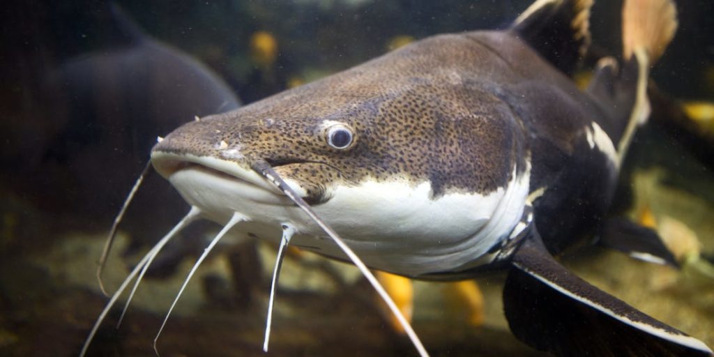 classes of farm animals classnotes.ng