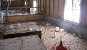 chiken