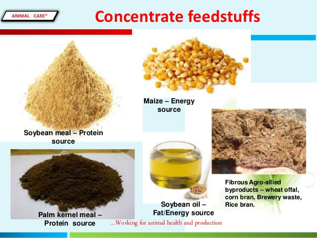 concentrates animal feeds classnotesng