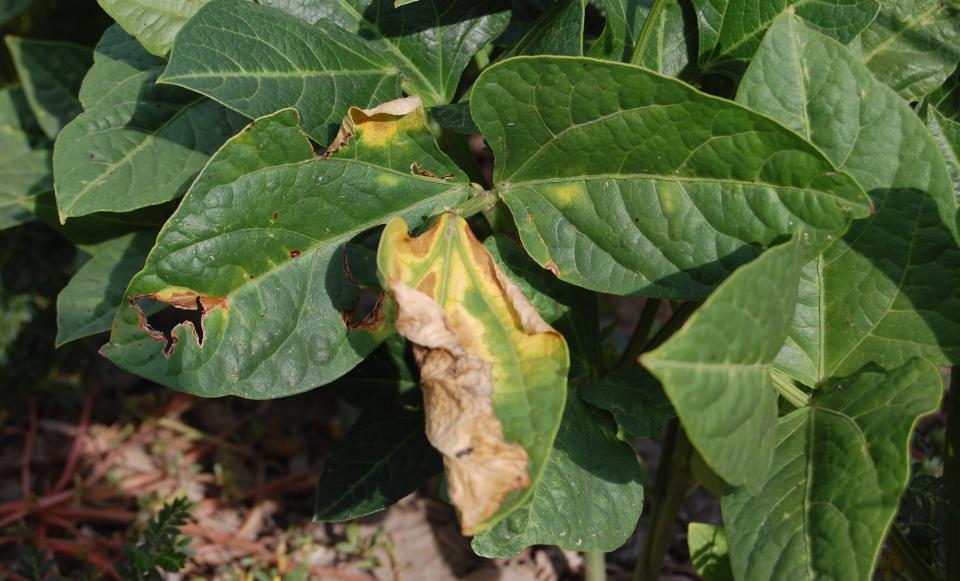 cowpea-bacterial wilt-crop diseases-agric science classnotesng
