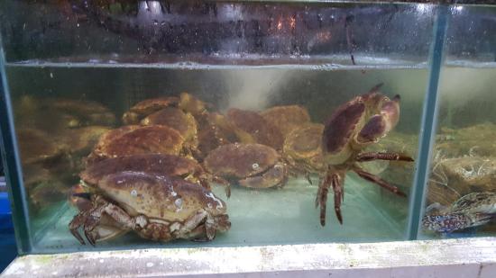 crabs classification of farm livestock classnotesng