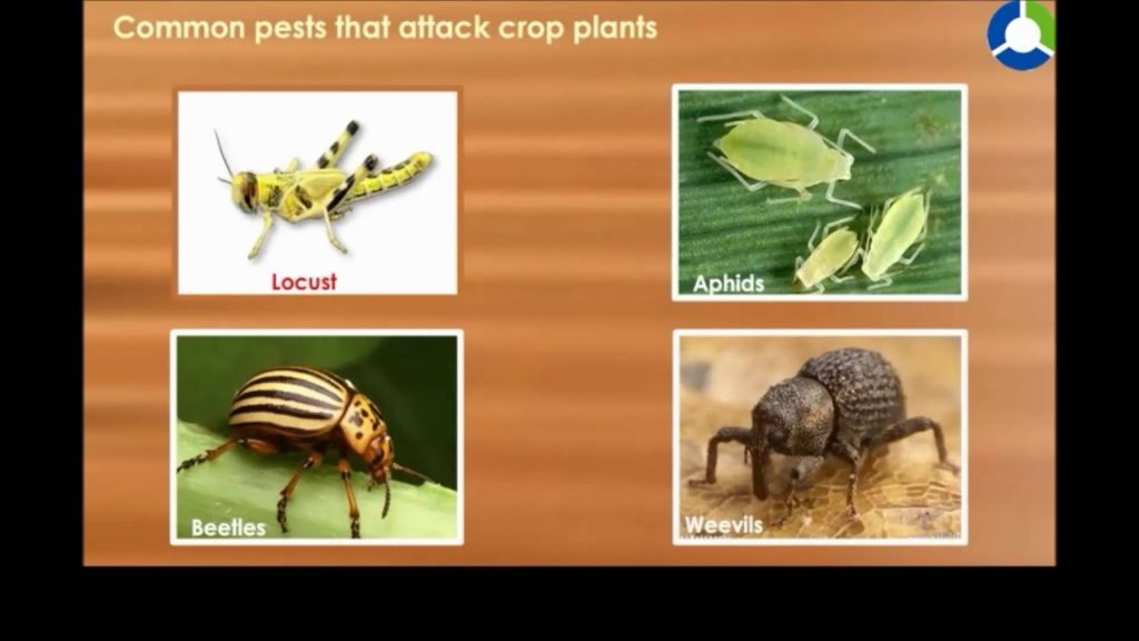 crops plant form classnotes.ng