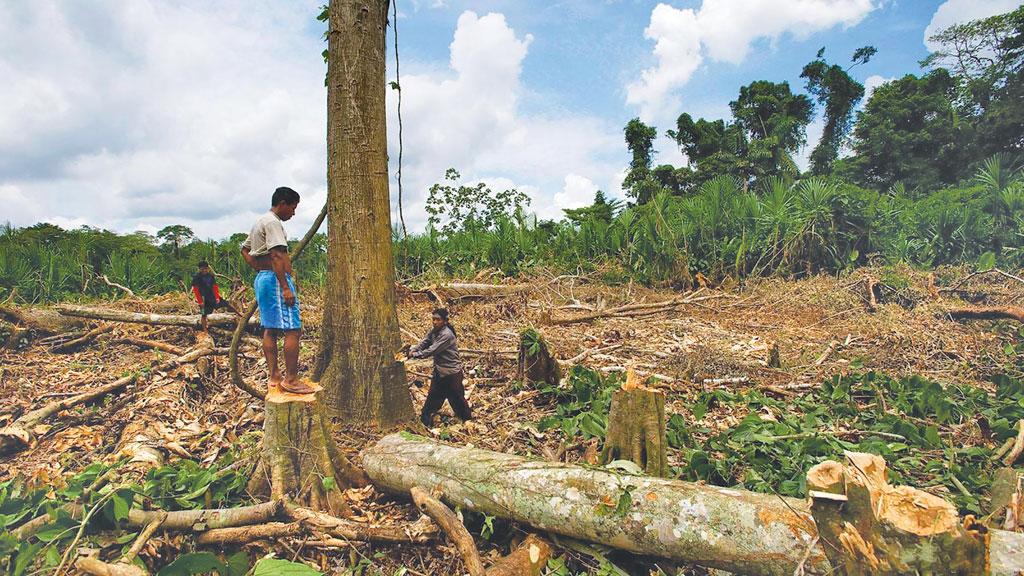 deforestation II agric science classnotesng