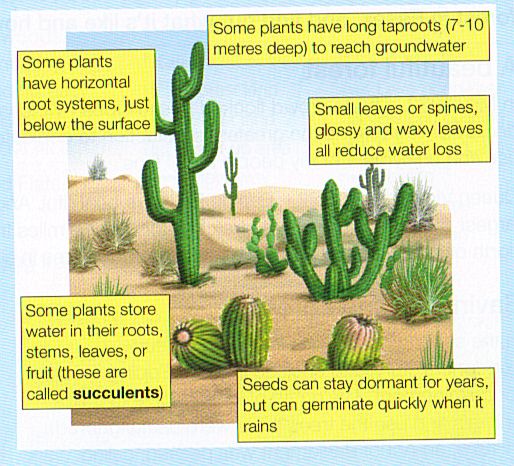 desert plants adaptation to habitat basic science classnotesng
