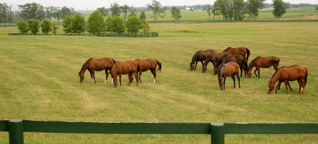 farm horses classification of farm livestock classnotesng