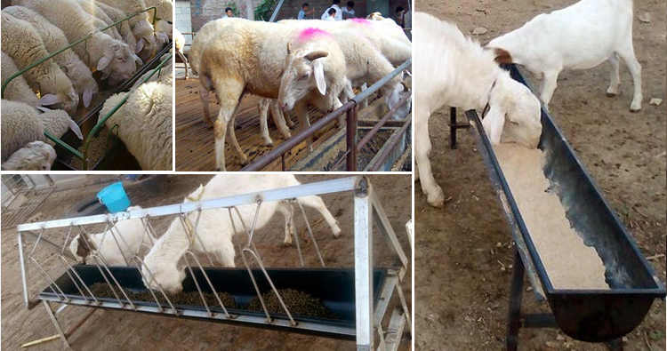 feeding troughs animal feeds agricultural science classnotesng