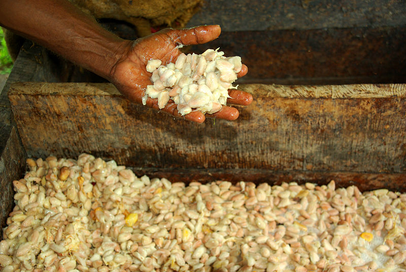 fermenting cocoa beans food preservation classnotesng