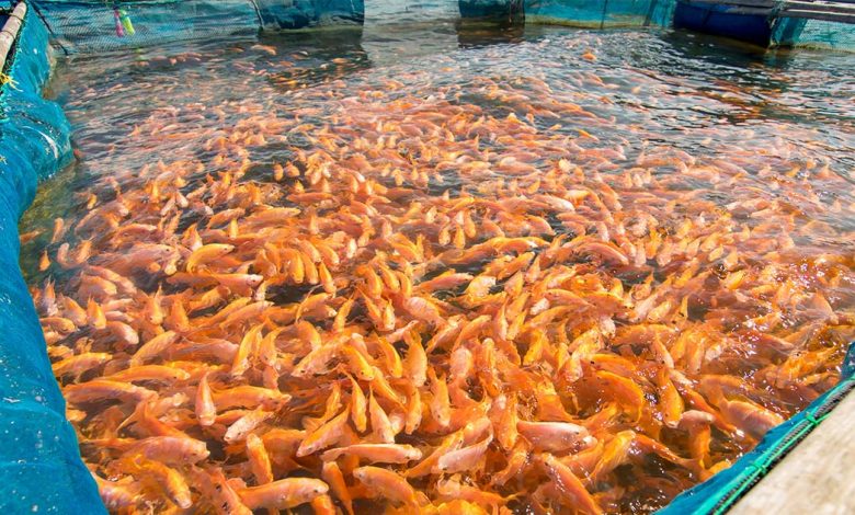 fish classification of farm livestock calssnotesng