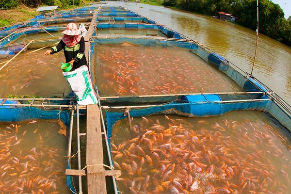 Fish Farming 