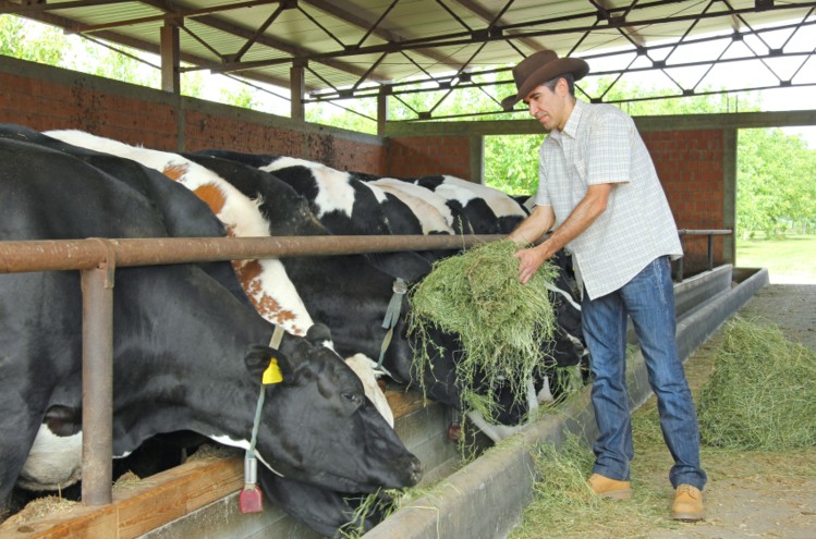 fodder animal feeding classnotesng