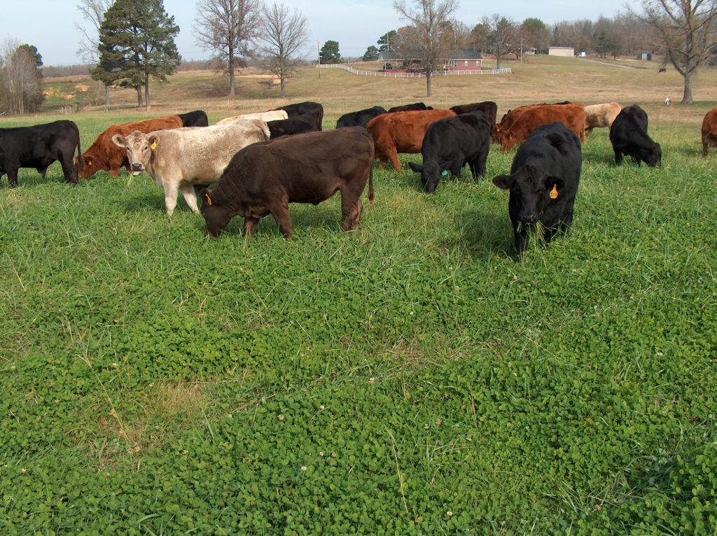 forage animal feeding classnotesng