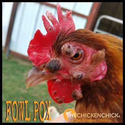 fowl pox farm animals diseases classnotesng