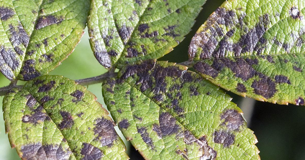 fungus disease crop diseases agric science classnotesng