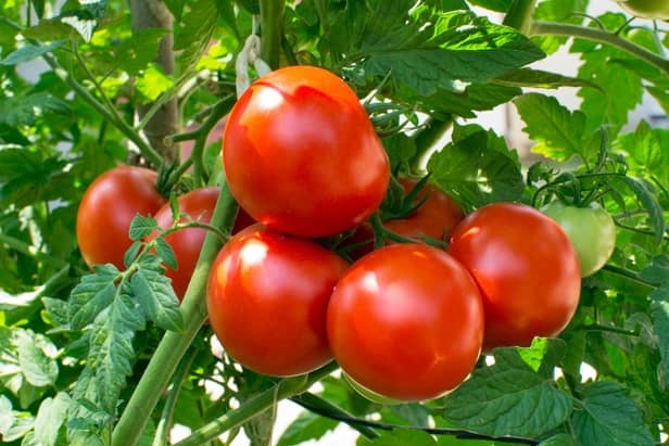 growing tomatoes agric science classnotesg