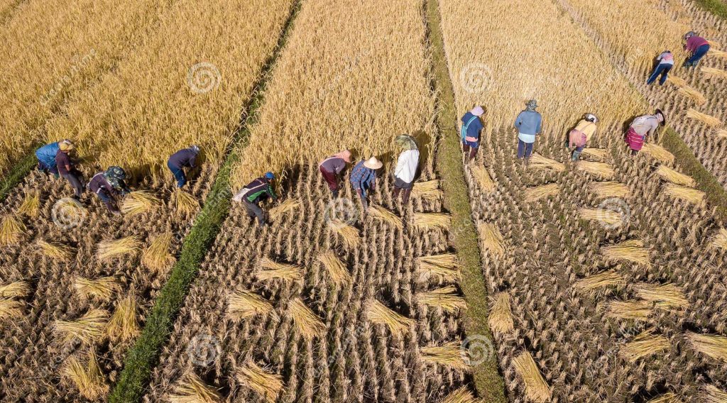 harvestation agricultural practices classnotesng