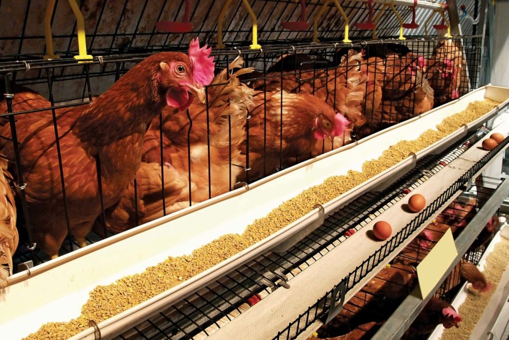 Characteristics of Selected Farm Animals classnotes.ng