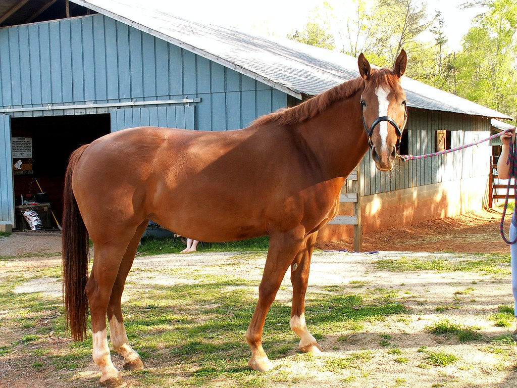 Characteristics of Selected Farm Animals classnotes.ng