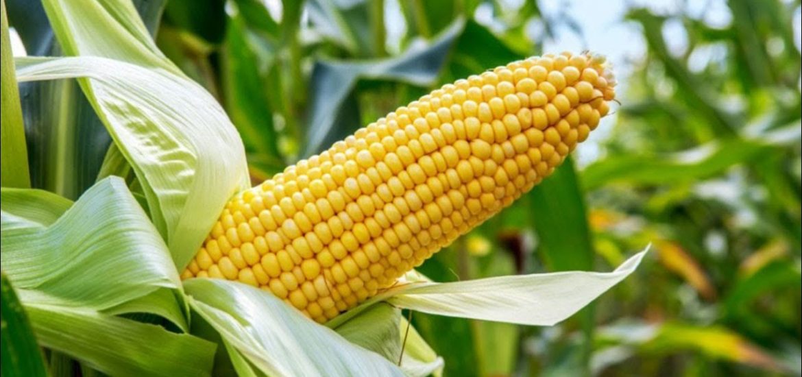 maize agric science classnotesg