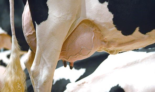 mastitis animal diseases classnotesng