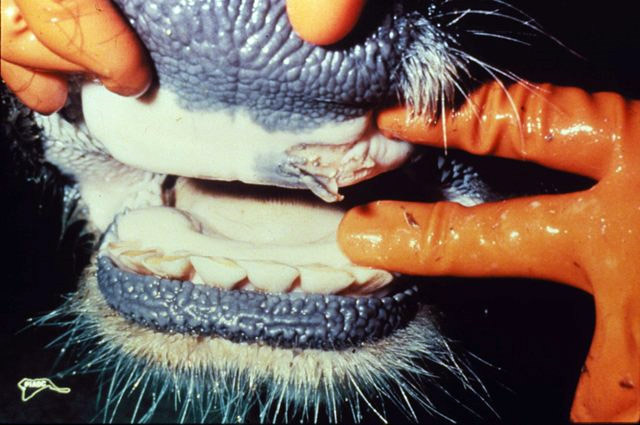 mouth