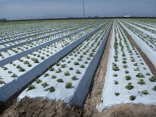 mulching post planting operations classnotesng