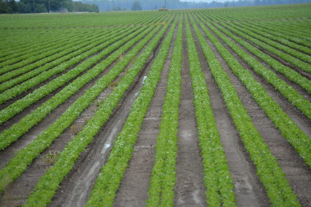 plantation farming agricultural farming classnotesng