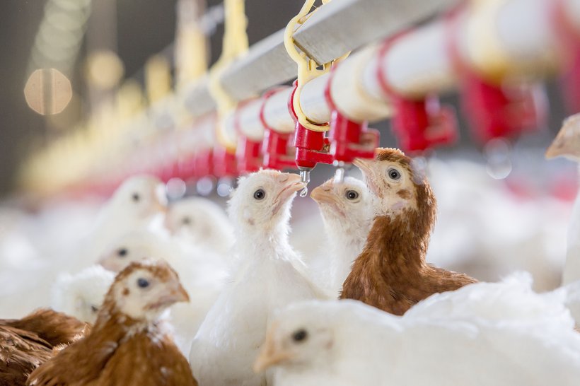 poultry drinking trough animal feeding classnotesng
