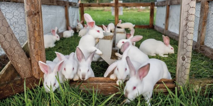 rabbit classification of farm livestock calssnotesng