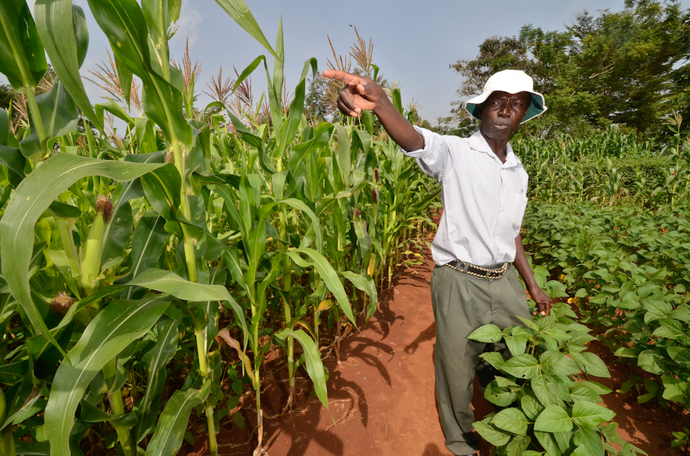 relay cropping agricultural practices classnotesng