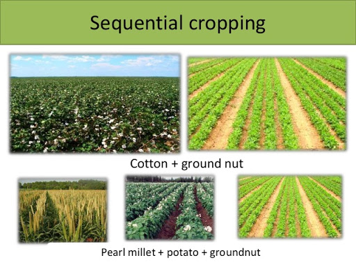 sequential cropping agricultural practices classnotesng