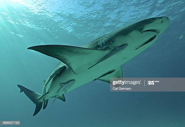 shark and remora fish comenalism RELATIONSHIP BETWEEN ORGANISMS IN THE SAME HABITAT basic science classnotesng