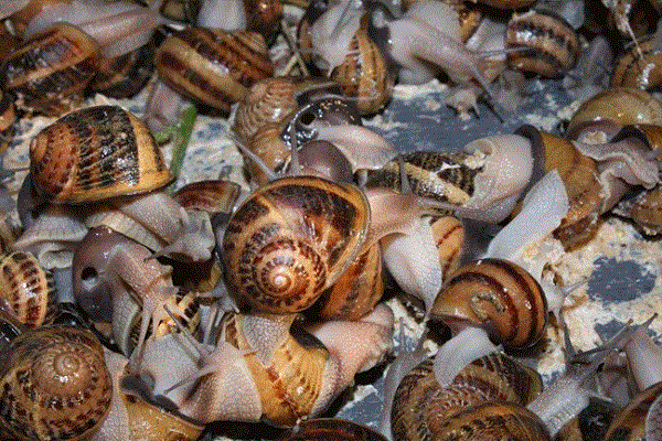snail classification of farm livestock calssnotesng