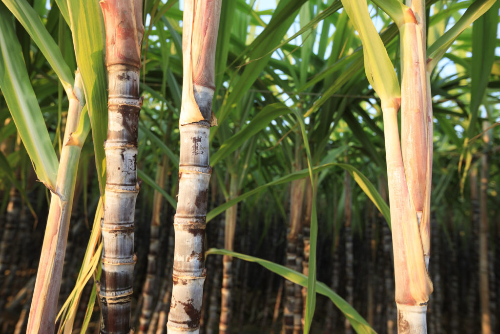 Classification of Crops classnotes.ng