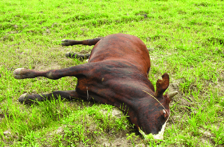 tetanus animal diseases classnotesng