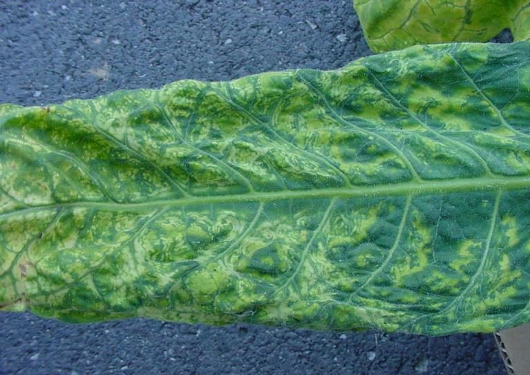 tobacco mosaic virus crop diseases agric science classnotesng