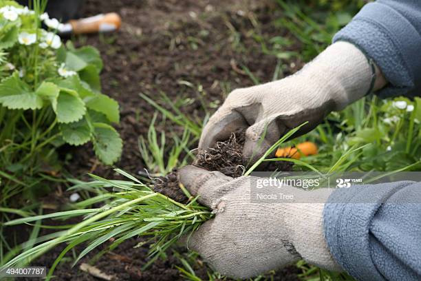 weeding-agricultural-practices-classnotesng.jpg