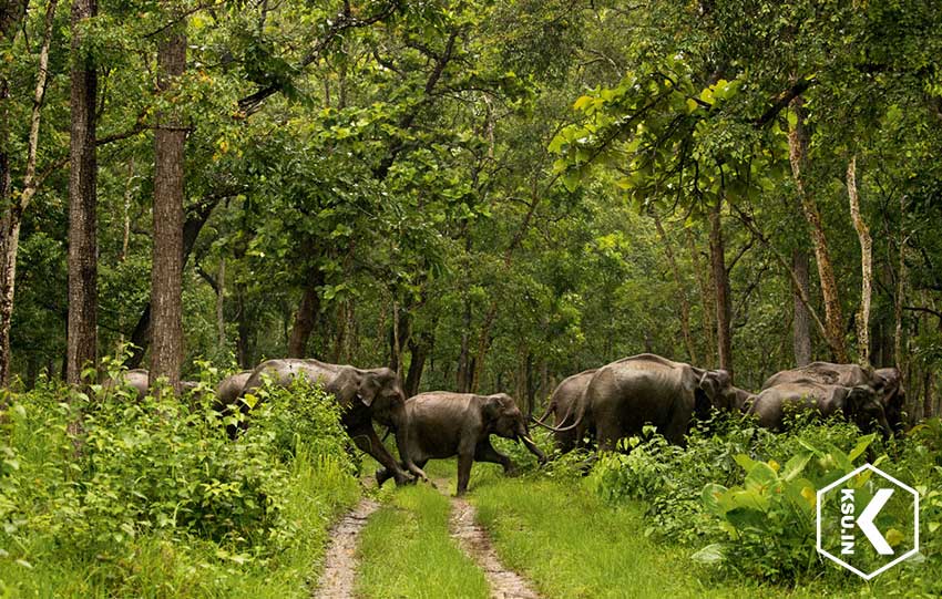 wildlife forest agric science classnotesng