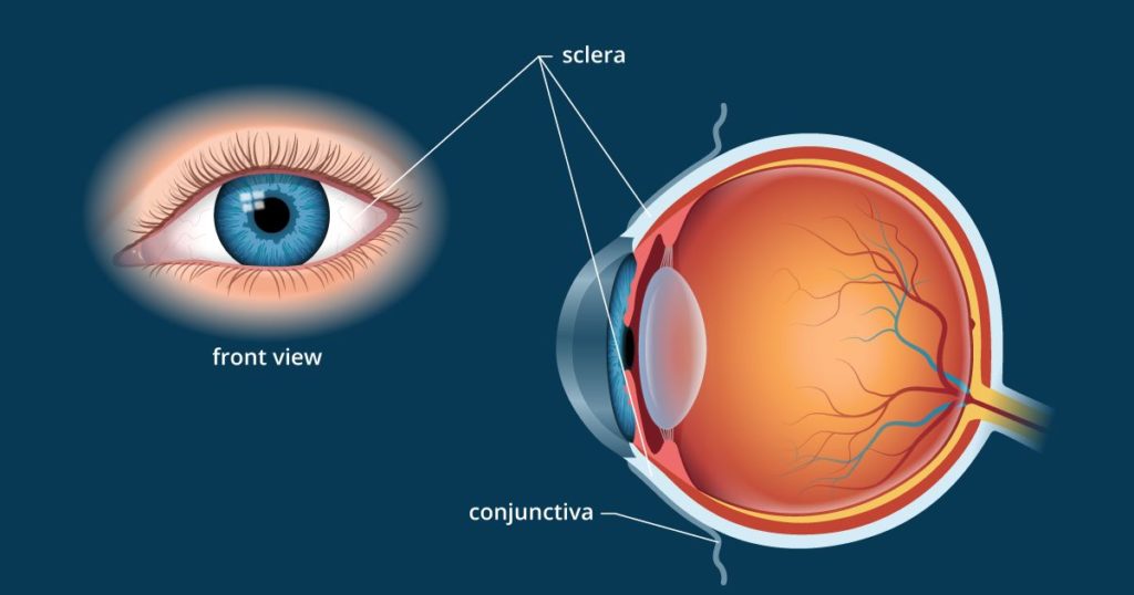 the eye classnotes.ng