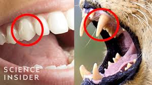 the teeth