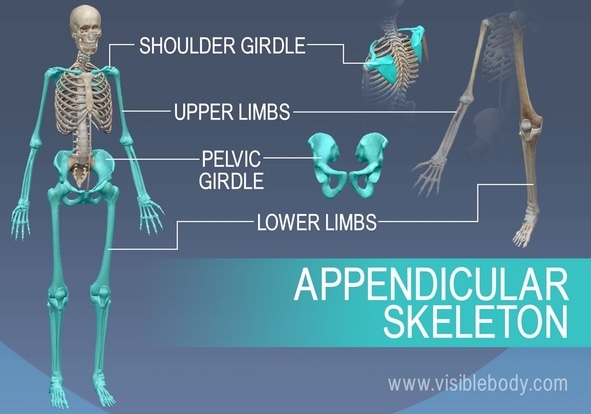 Appendicular-Skeleton-biology classnotesng