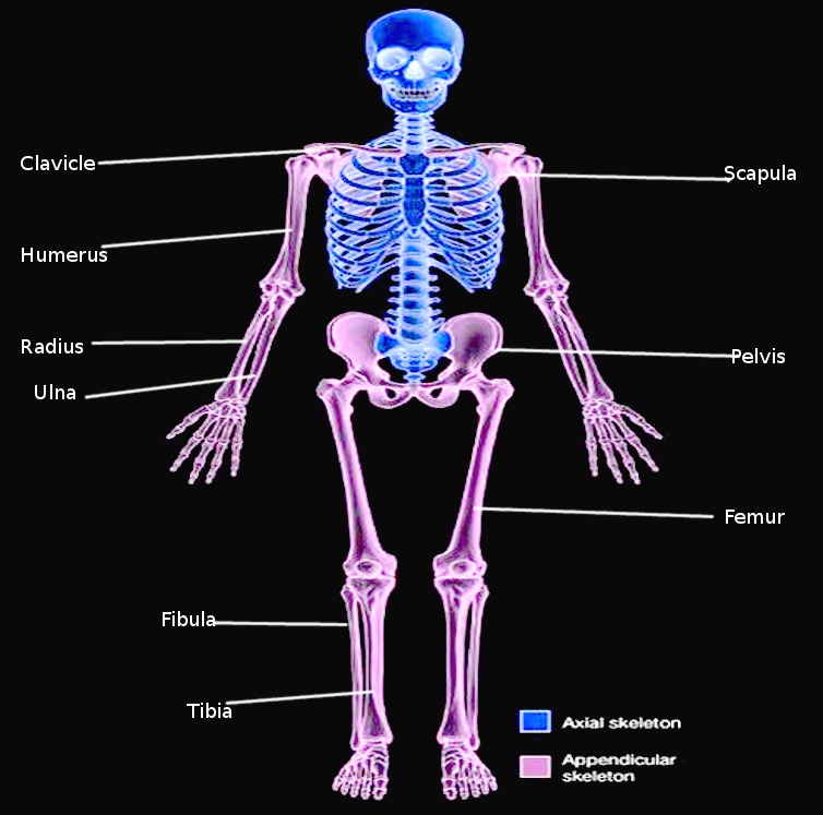 Appendicular_skeleton biology clasnotesng