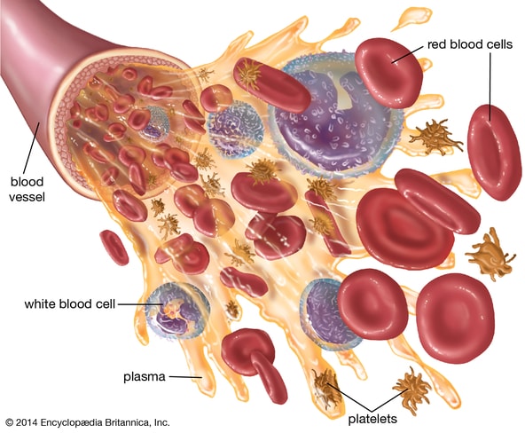 Blood-components-blood-cells-platelets-plasma-white biology clasnotesng